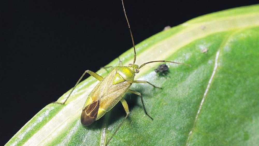 Adult capsid bug